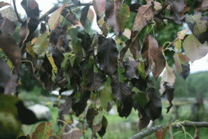 päronträd gren svart 20130830 gif