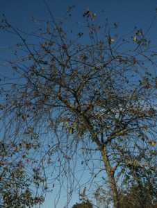 surkörsbärsträd döende 5 september 2013